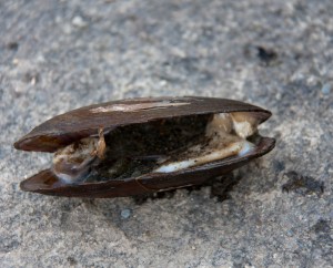 fresh water mussel